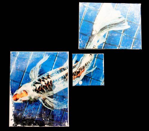 "White Koi" - tryptic Image Transfer onto Canvas